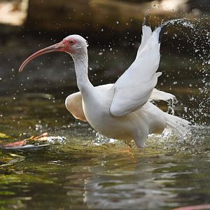 White ibis Eudocimus albus
