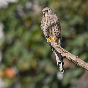 Lesser kestrel Falco naumanni