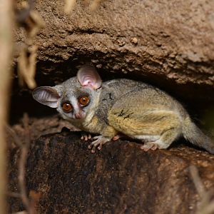 Moholi bushbaby  Galago moholi