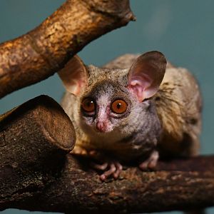 Moholi bushbaby  Galago moholi