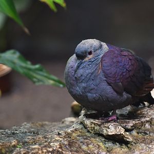 Crested quail-dove  Geotrygon versicolor