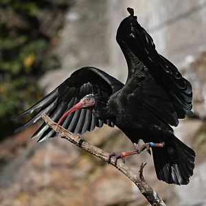 Bald ibis Geronticus calvus