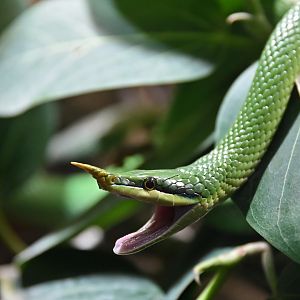 Rhinoceros snake Gonyosoma boulengeri