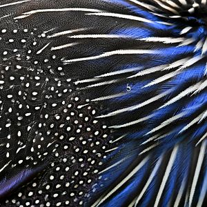 Vulturine guineafowl Acryllium vulturinum