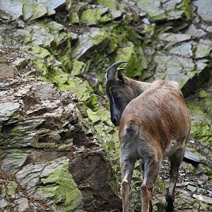 Himalayan tahr Hemitragus jemlahicus