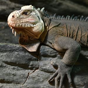 West Indian iguana Iguana delicatissima