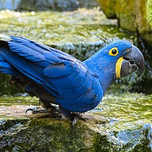 Hyacinth macaw