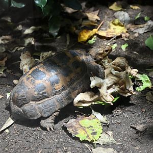 Indotestudo forsteni