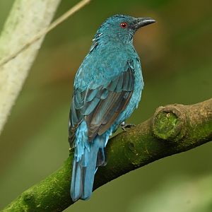Asian Fairy-bluebird Irena puella