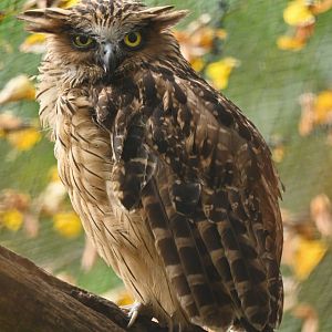 Buffy fish-owl Ketupa ketupu