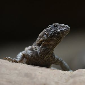 Northern curly-tailed lizard Leiocephalus carinatus
