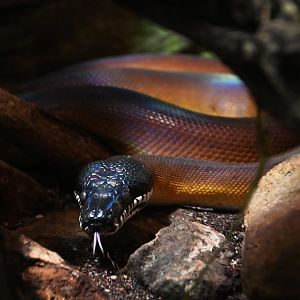 White-lipped python Leiopython albertisii