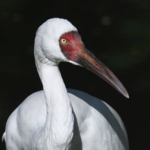 Siberian crane Leucogeranus leucogeranus