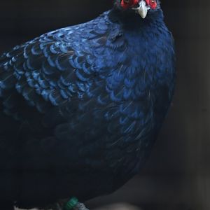 Salvadori's pheasant Lophura inornata