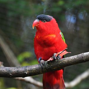 Purple-naped lory Lorius domicella