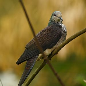 Barred cuckoo-dove Macropygia unchall