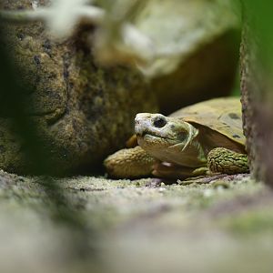 Pancake tortoise Malacochersus tornieri
