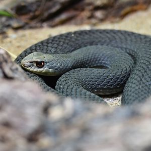 Eastern montpellier snake Malpolon insignitus