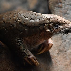 Chinese pangolin Manis pentadactyla