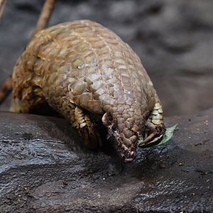Chinese pangolin Manis pentadactyla