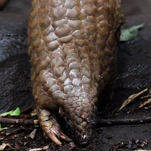 Chinese pangolin Manis pentadactyla
