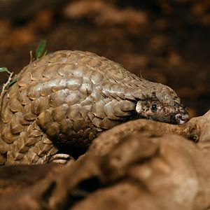 Chinese pangolin Manis pentadactyla