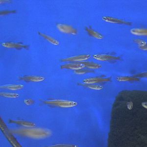 Red neon blue-eye (Pseudomugil luminatus)