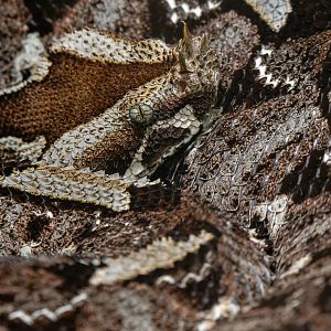 Rhinoceros viper (Bitis nasicornis)