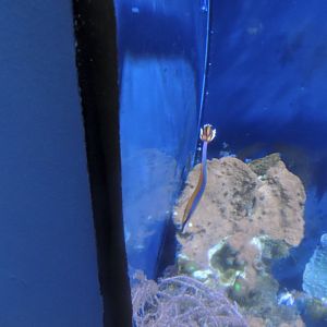 blue streaked pipefish