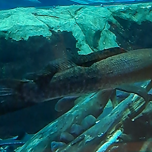 bowfin