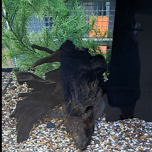 comon mudpupy exhibit