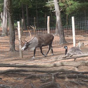 piebald caribou