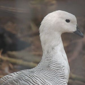 Magellan goose