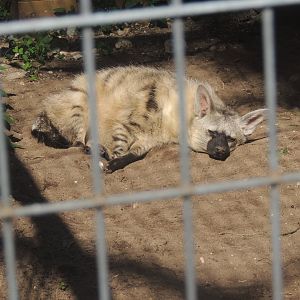 aardwolf