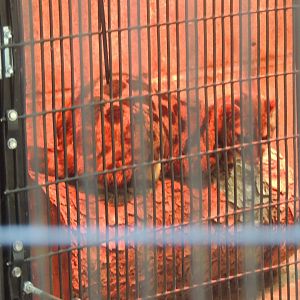 unknown genet species