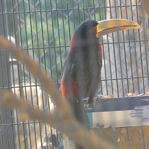 ivory billed aracari