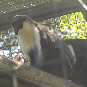 diana monkey