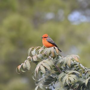 Vermilion Flycatcher (Pyrocephalus obscurus flammeus) male