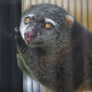 Bear cuscus