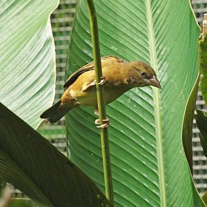 Weaver species?