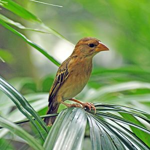 Baya weaver
