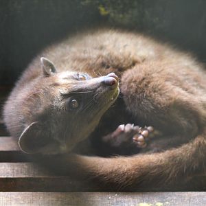 Balinese palm civet (Paradoxurus hermaphroditus balicus) under the light