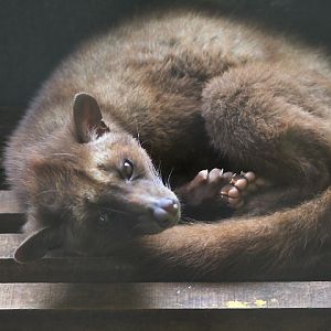 Balinese palm civet (Paradoxurus hermaphroditus balicus) looking at the camera