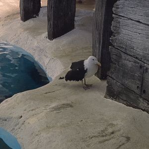 Expedition Odyssey (Wild Arctic) - Kelp Gull