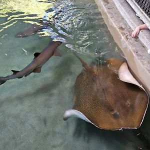 Shark Shallows - whitetip Shark and Whipray