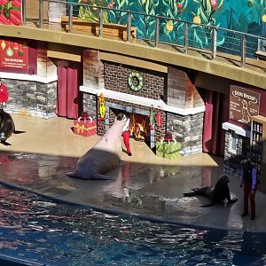 Sealion and Otter Show (and walrus)