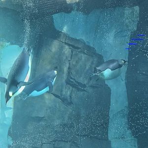 Antarctica Realm - Emperor Penguins