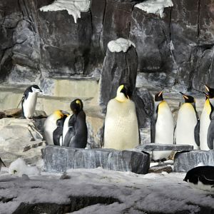 Antarctica Realm - Emperor, King, chinstrap , and Adélie Penguins