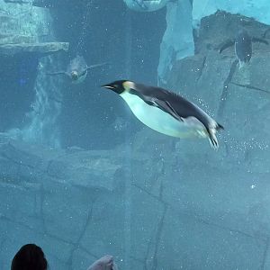 Antarctica Realm - Emperor Penguin