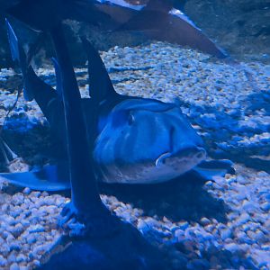 Shark Encounter - Horn shark